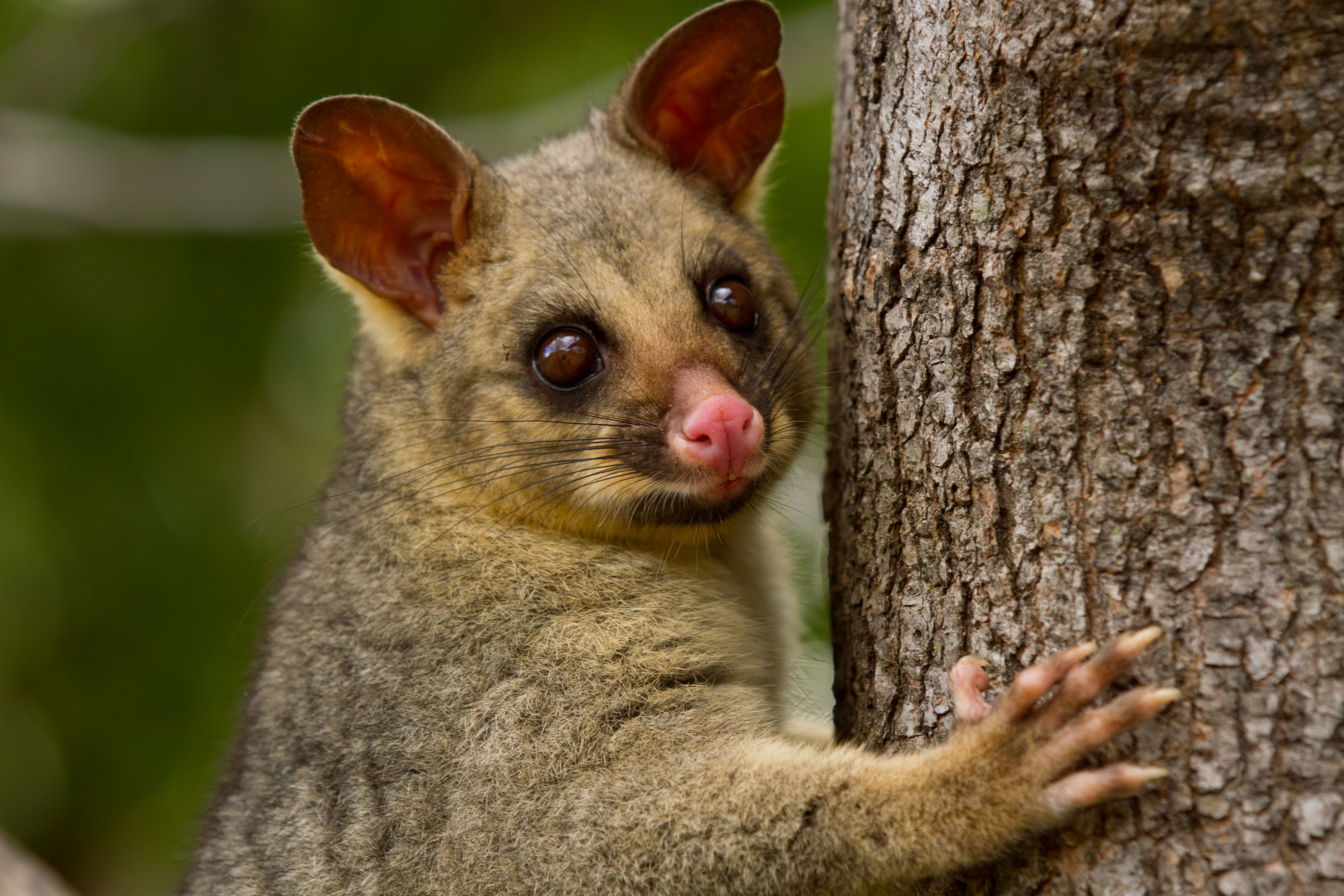 reintroduced-marsupials-may-pose-new-threat-to-ground-dwelling-birds